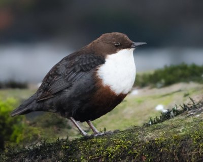white-throated dipper